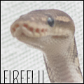 fireflii's Avatar