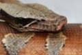 Chandler reptiles's Avatar