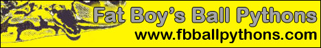 Fat Boys Ball Pythons