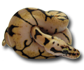 ball python 22's Avatar