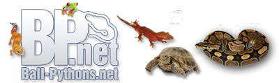 Ball-Pythons.net Forums - Powered by vBulletin