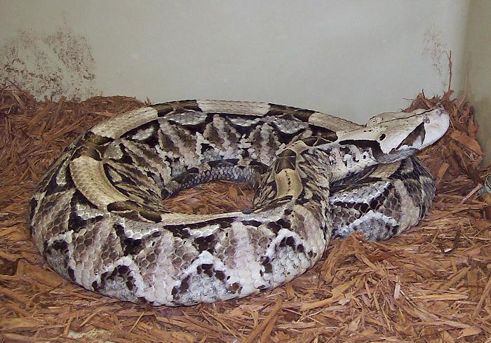 Monocled Cobra ...