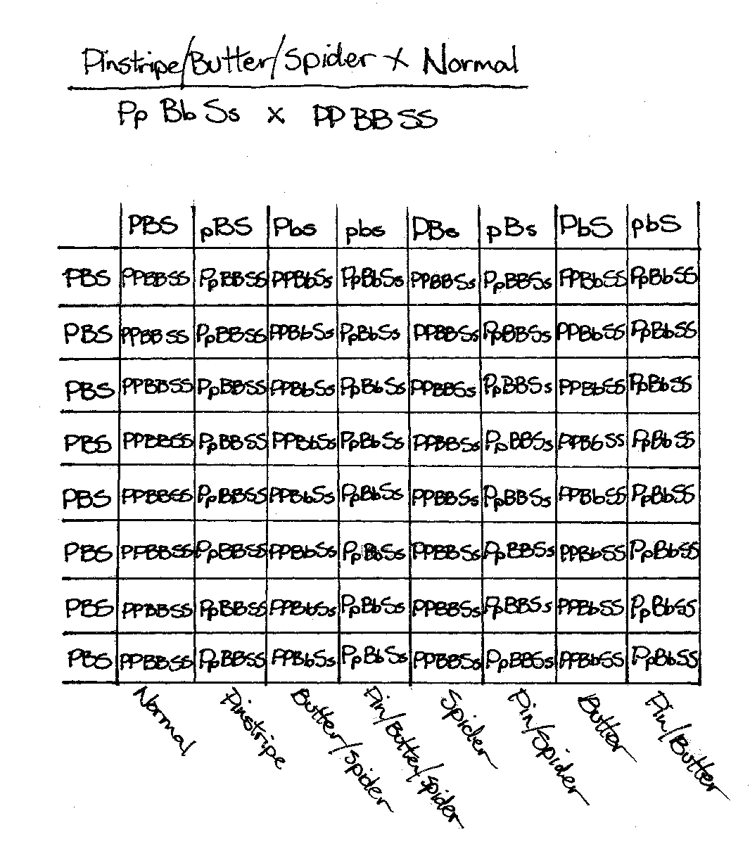 Uncategorized Dihybrid Punnett Square Worksheet punnett square homework help positive thinking essay writing eye color worksheets