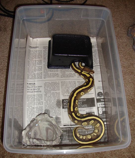 Baby Ball Python Shoe Box Setup Baby Ball Python Shoe Box Setup