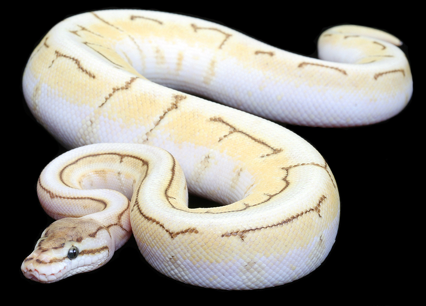 Re: whats ur top 10 in ballpython morphs? 