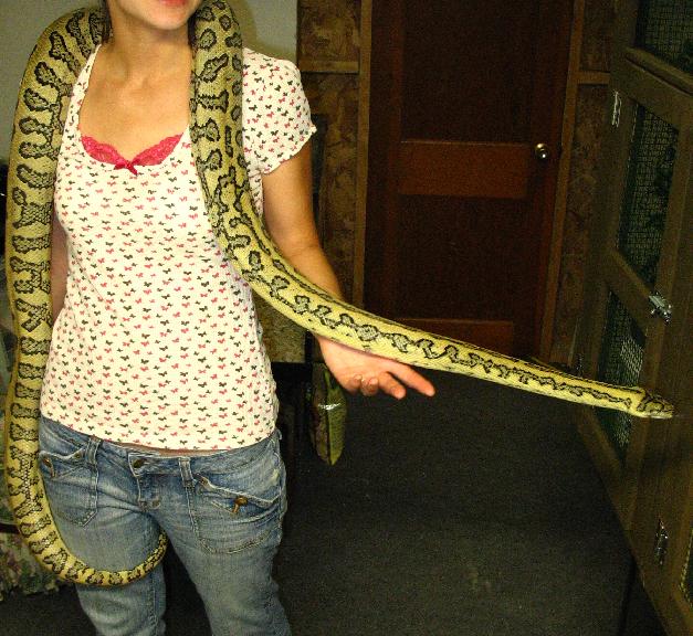 carpet pythons as pets