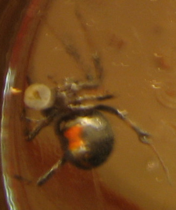 black widow spider bites images. We found this lack widow in
