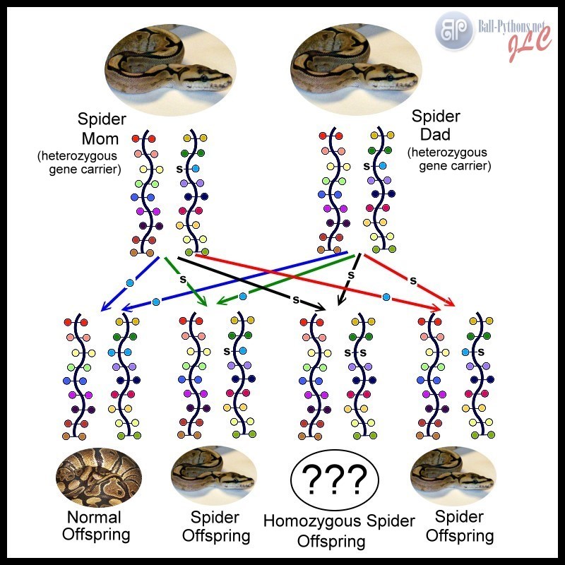 a lesson in basic genetics leopard gecko morph chart