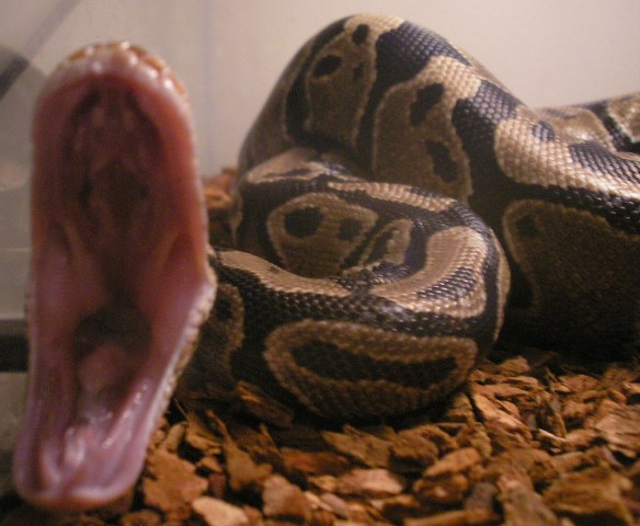 Wanted Pics of Ball Python Yawning - Page 2